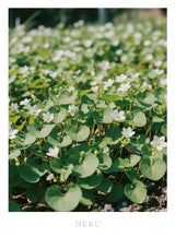 DERU<デトックスハーブ>