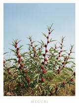 MEGURI <インナービューティー>