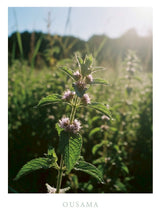 OUSAMA<巡りリフレッシュ>