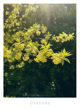 UTATANE<自律神経ハーブ>